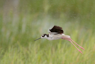 Black-necked Stilt