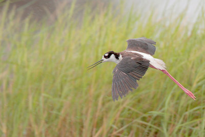 Black-necked Stilt