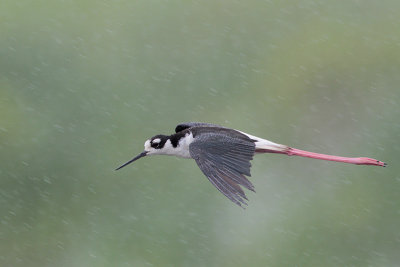 Black-necked Stilt