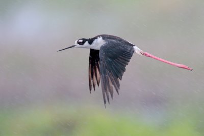 Black-necked Stilt