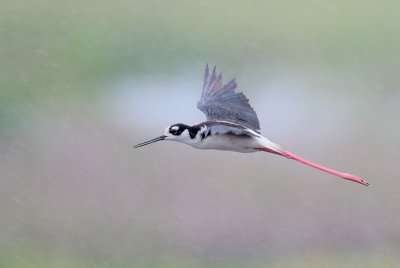 Black-necked Stilt