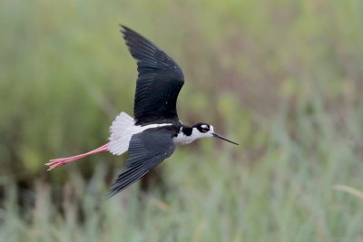 Black-necked Stilt