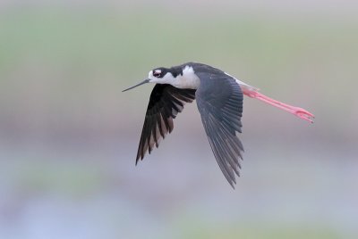 Black-necked Stilt
