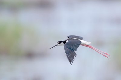 Black-necked Stilt