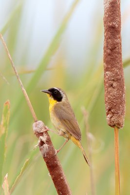 Common Yellowthroat