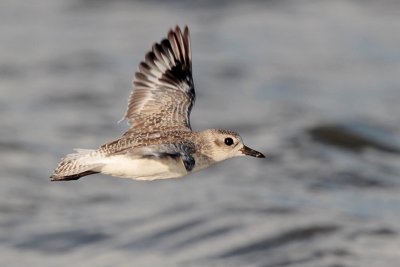 Black-bellied Plover