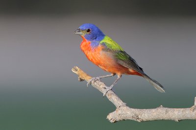 Painted Bunting