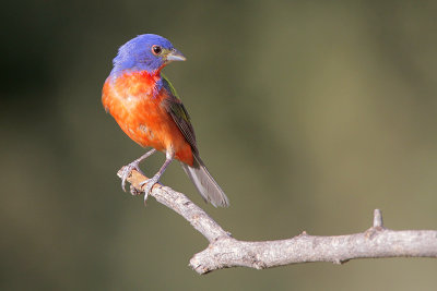 Painted Bunting