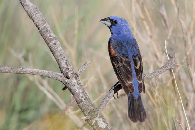 Blue Grosbeak