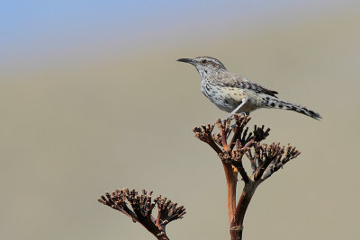 Cactus Wren