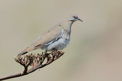 White-winged Dove