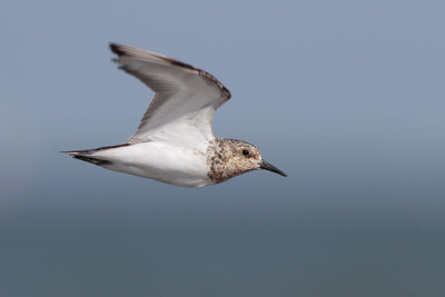 Sanderling