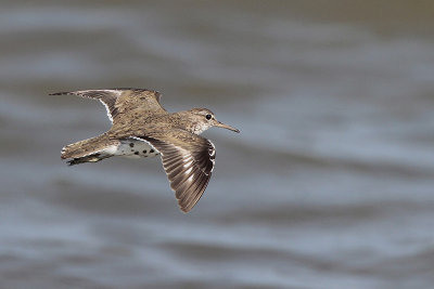 Spotted Sandpiper