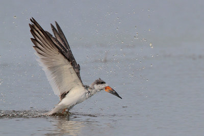 Black Skimmer