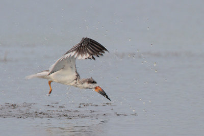 Black Skimmer