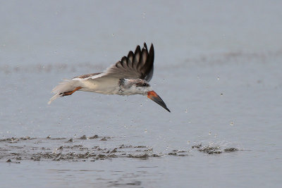 Black Skimmer