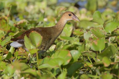 Purple Gallinule