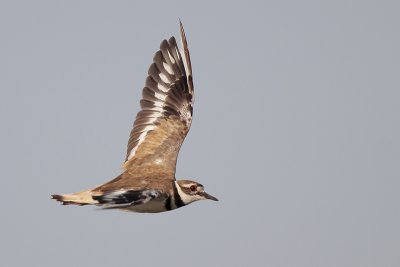 Killdeer