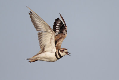 Killdeer