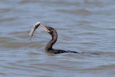Neotropic Cormorant