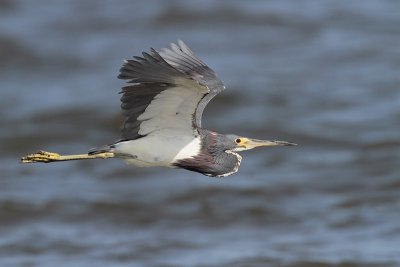 Tricolored Heron