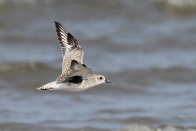 Black-bellied Plover