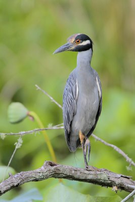 Yellow-crowned Night-Heron