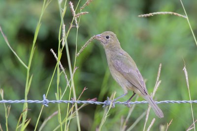 Painted Bunting