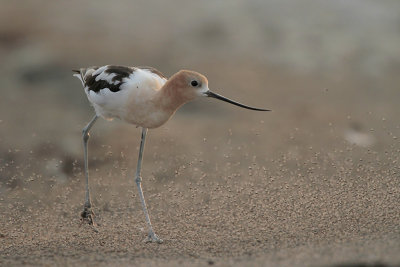 American Avocet