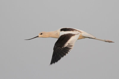 American Avocet