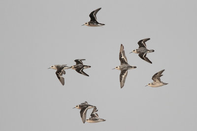 Red-necked Phalarope