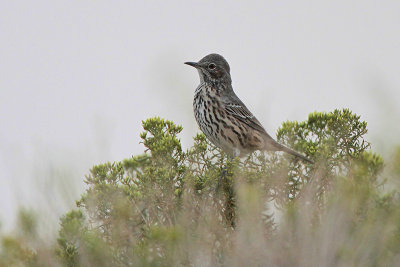 Sage Thrasher