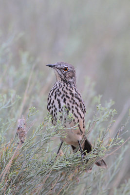 Sage Thrasher