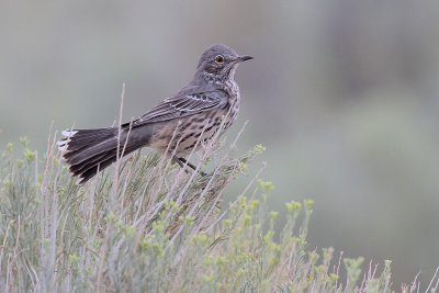 Sage Thrasher