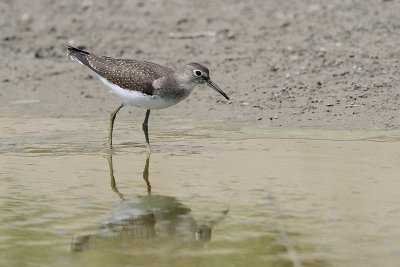 Solitary Sandpiper