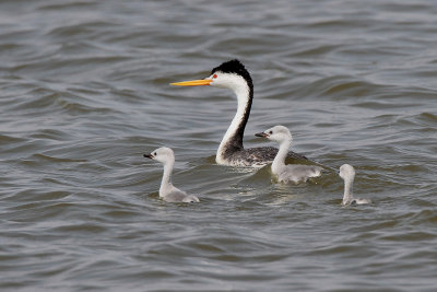 Clark's Grebe