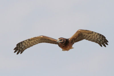 Northern Harrier