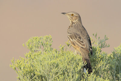 Sage Thrasher