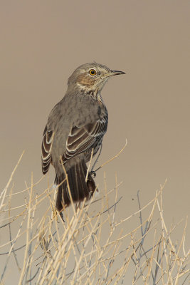 Sage Thrasher