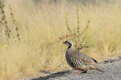 Chukar