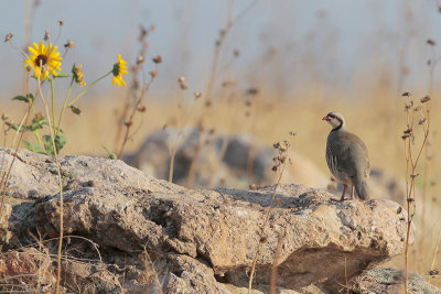 Chukar