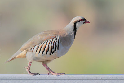 Chukar