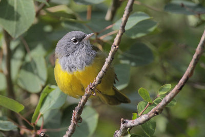 MacGillivray's Warbler