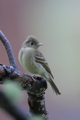 Cordilleran Flycatcher