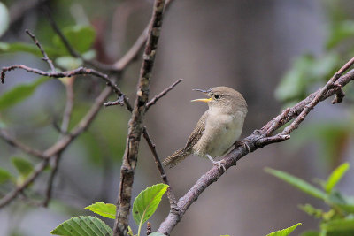 House Wren