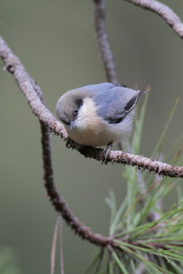 Pygmy Nuthatch