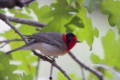 Red-faced Warbler