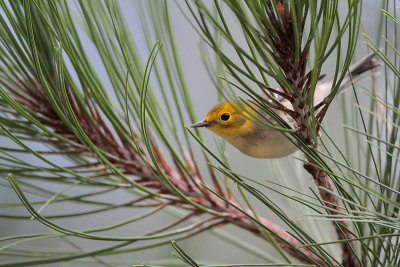 Hermit Warbler