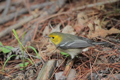 Hermit Warbler