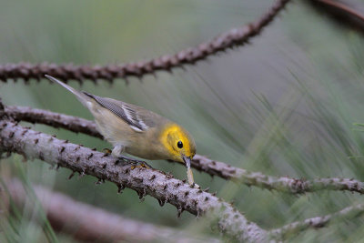 Hermit Warbler